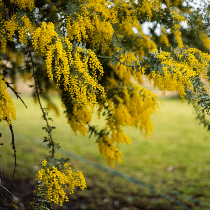 Golden Wattle
