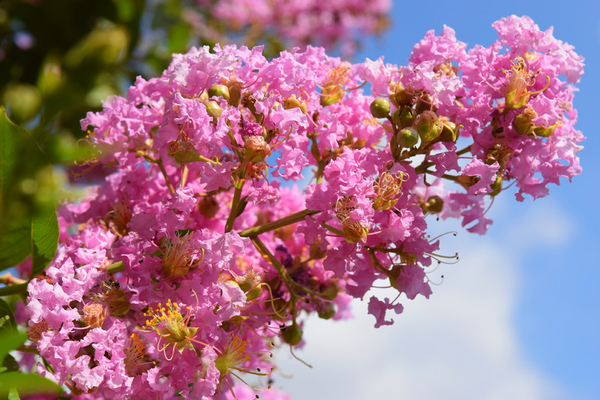 Pink Crepe Myrtle