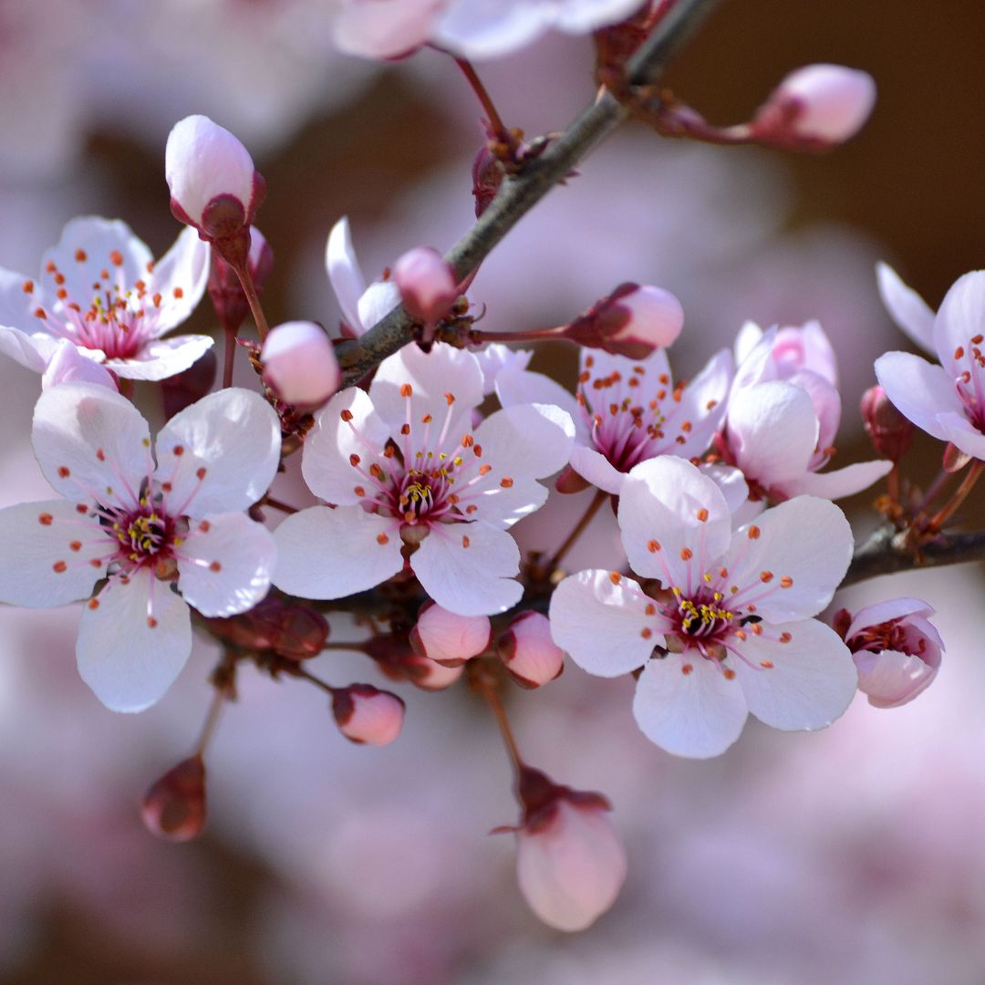 Cherry Blossom