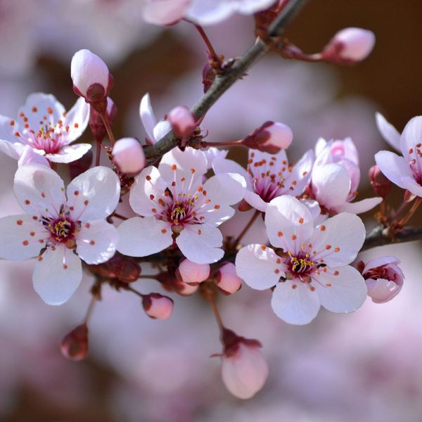 Cherry Blossom