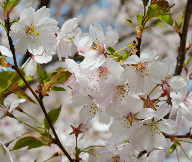 Flowering Crab Apple