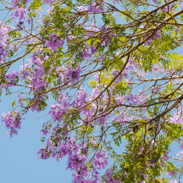 Jacaranda