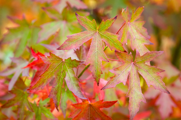 Liquidambar
