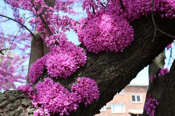 Redbud