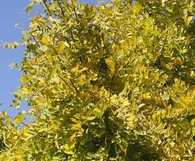 Gleditsia (Honey Locust)