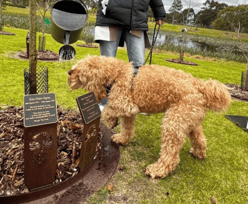Dog Memorial Ideas in Melbourne: Plant a Living Legacy Tree at Mornington Green.