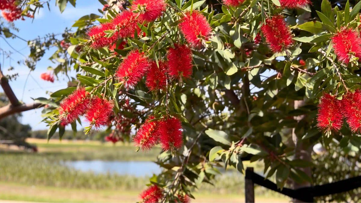 beautiful red bottlebrush at living legacy gardens mornington green