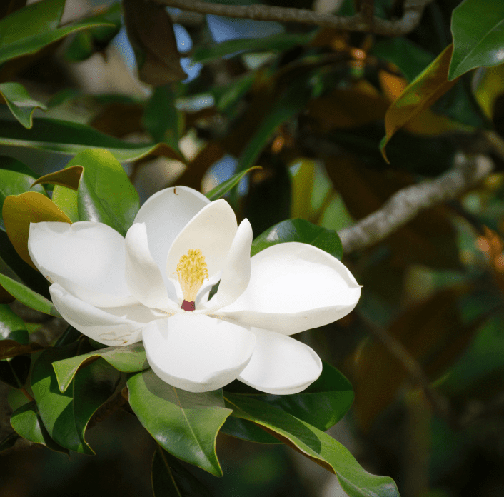 White Magnolia