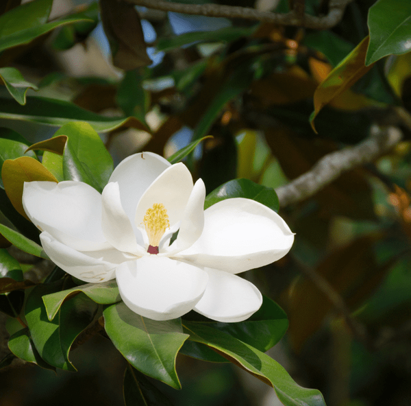 White Magnolia