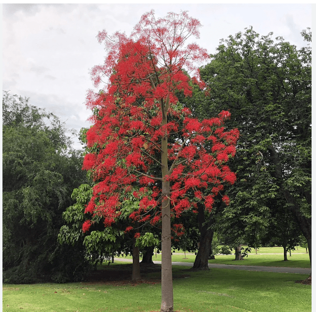 Flame Tree (Illawarra)