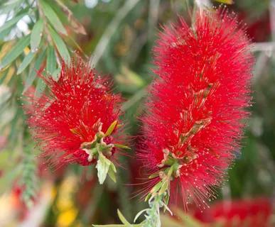 Bottlebrush