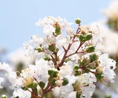 White Crepe Myrtle