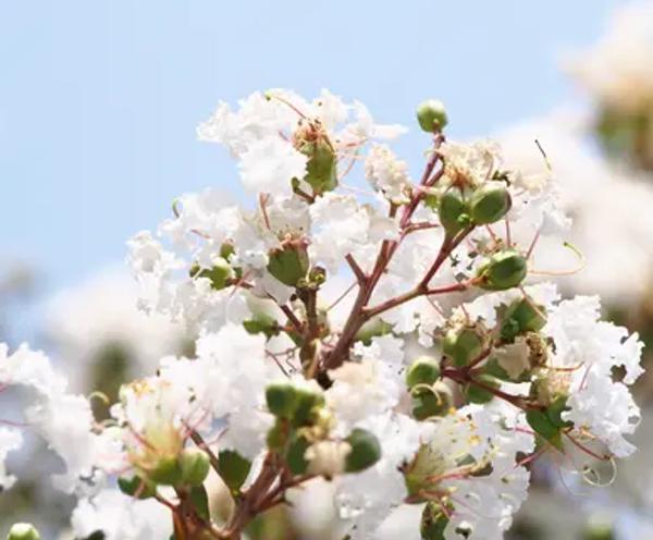 White Crepe Myrtle