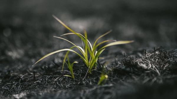 human ashes impact for environment