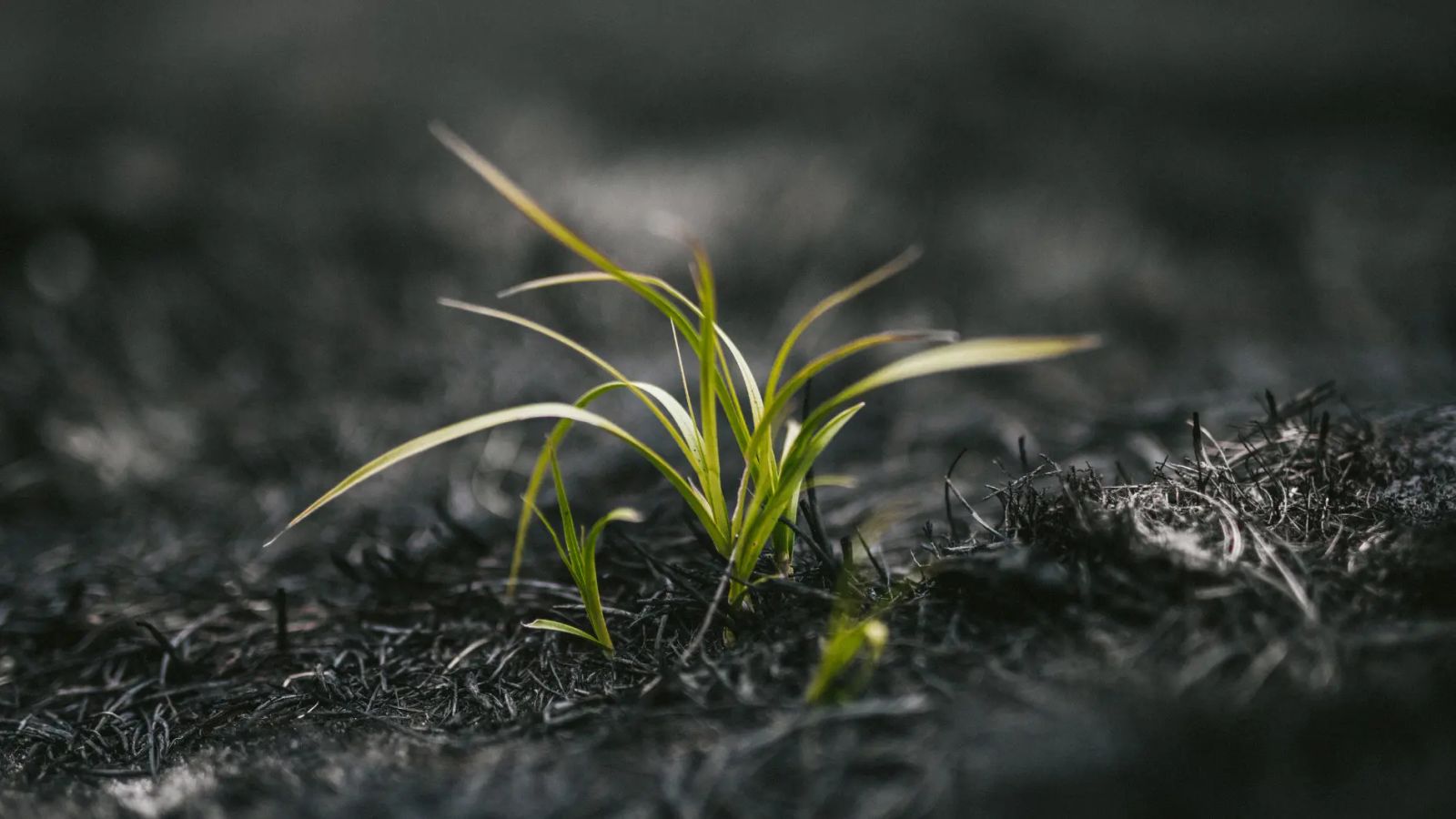 human ashes impact for environment