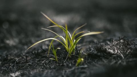 human ashes impact for environment
