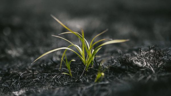 human ashes impact for environment