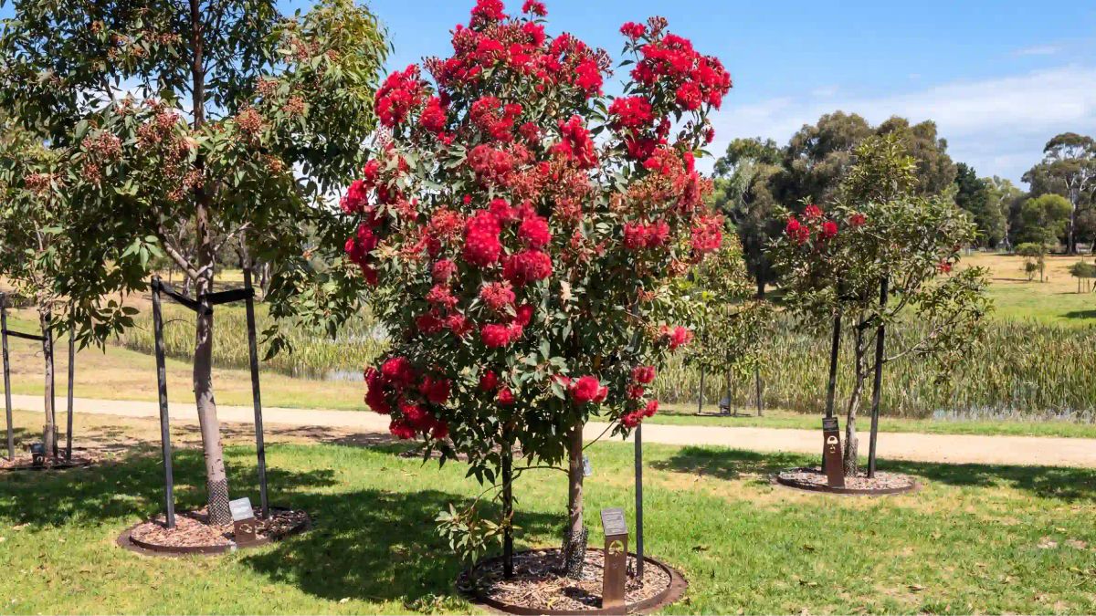 gum tree eucalyptus most popular tree in living legacy gardens at mornington green