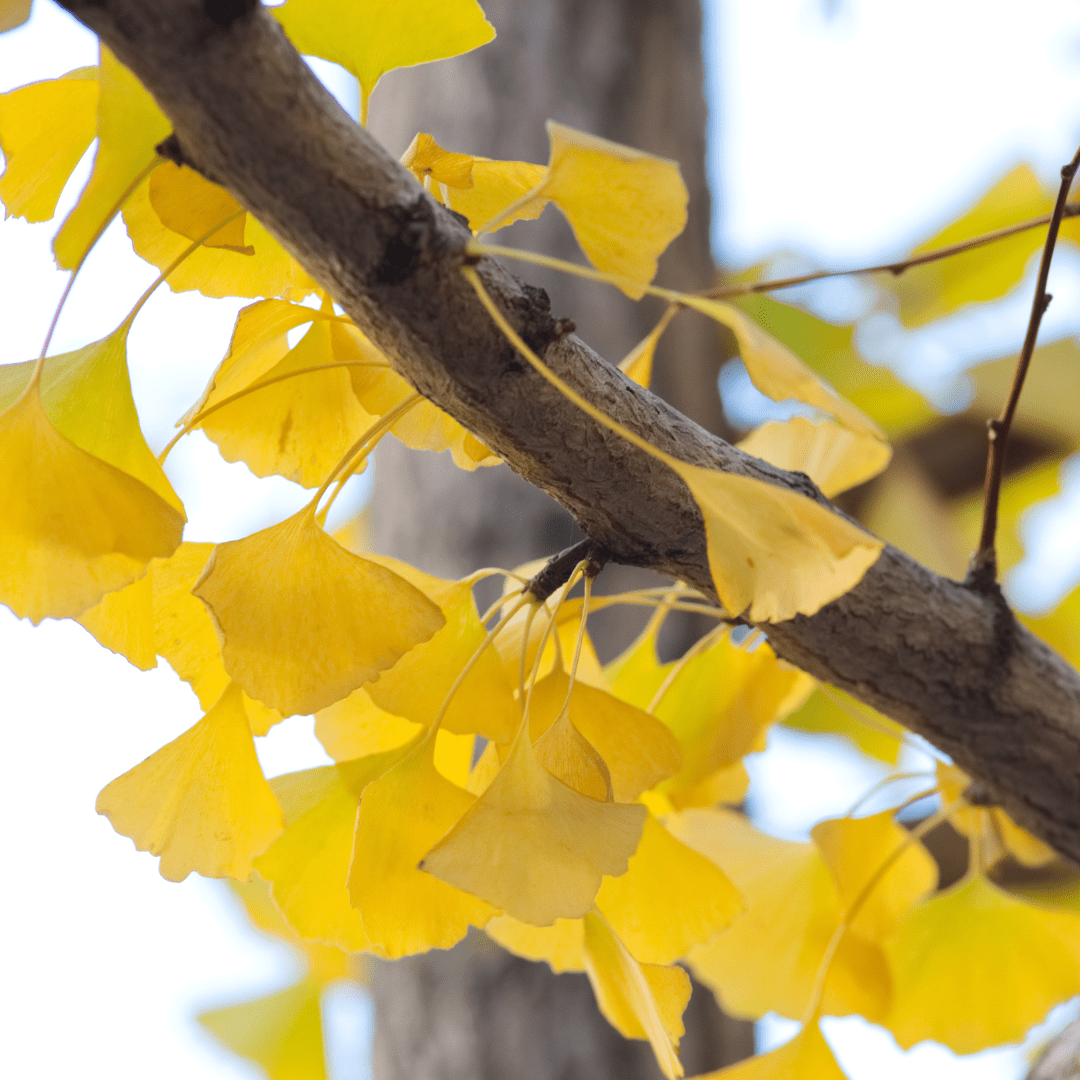 Gingko