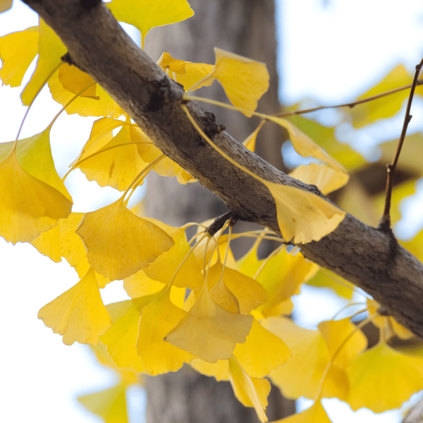 Gingko