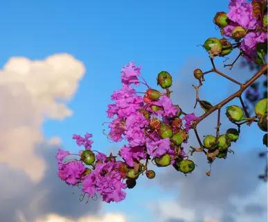 Purple Crepe Myrtle