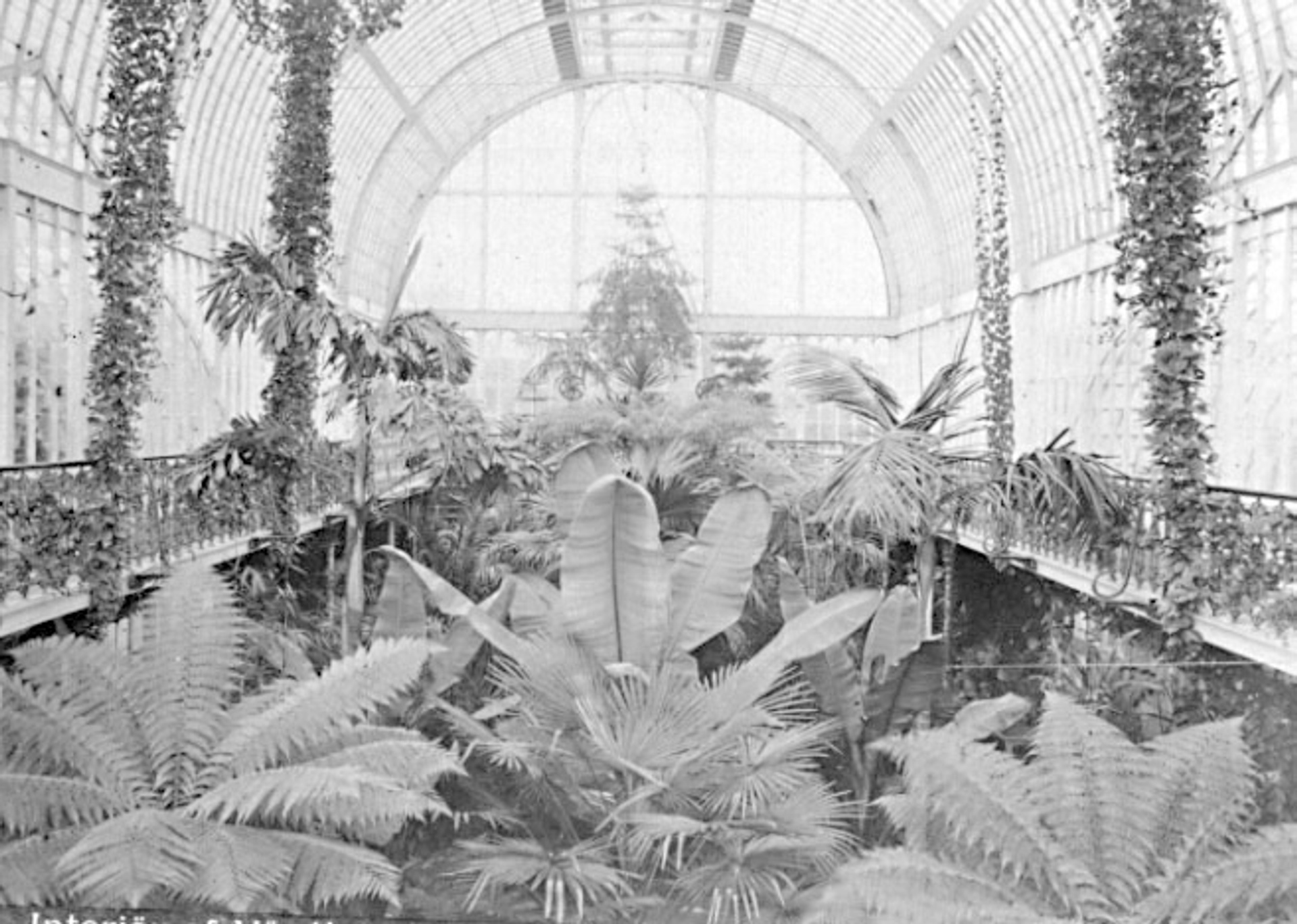 Arkivbild Palmhuset Trädgårdsföreningen Göteborg