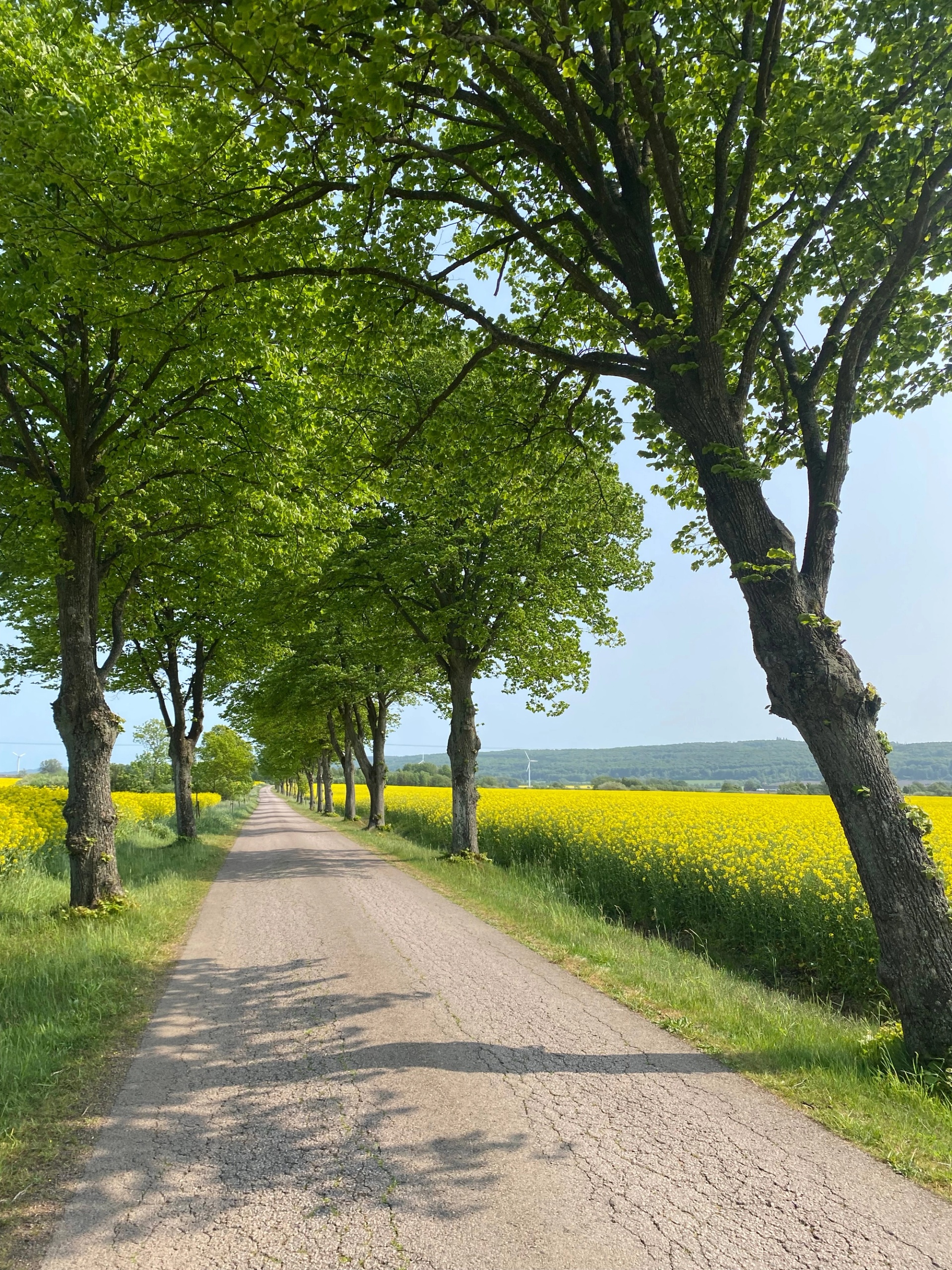 Allé och rapsfält, Laholms kommun