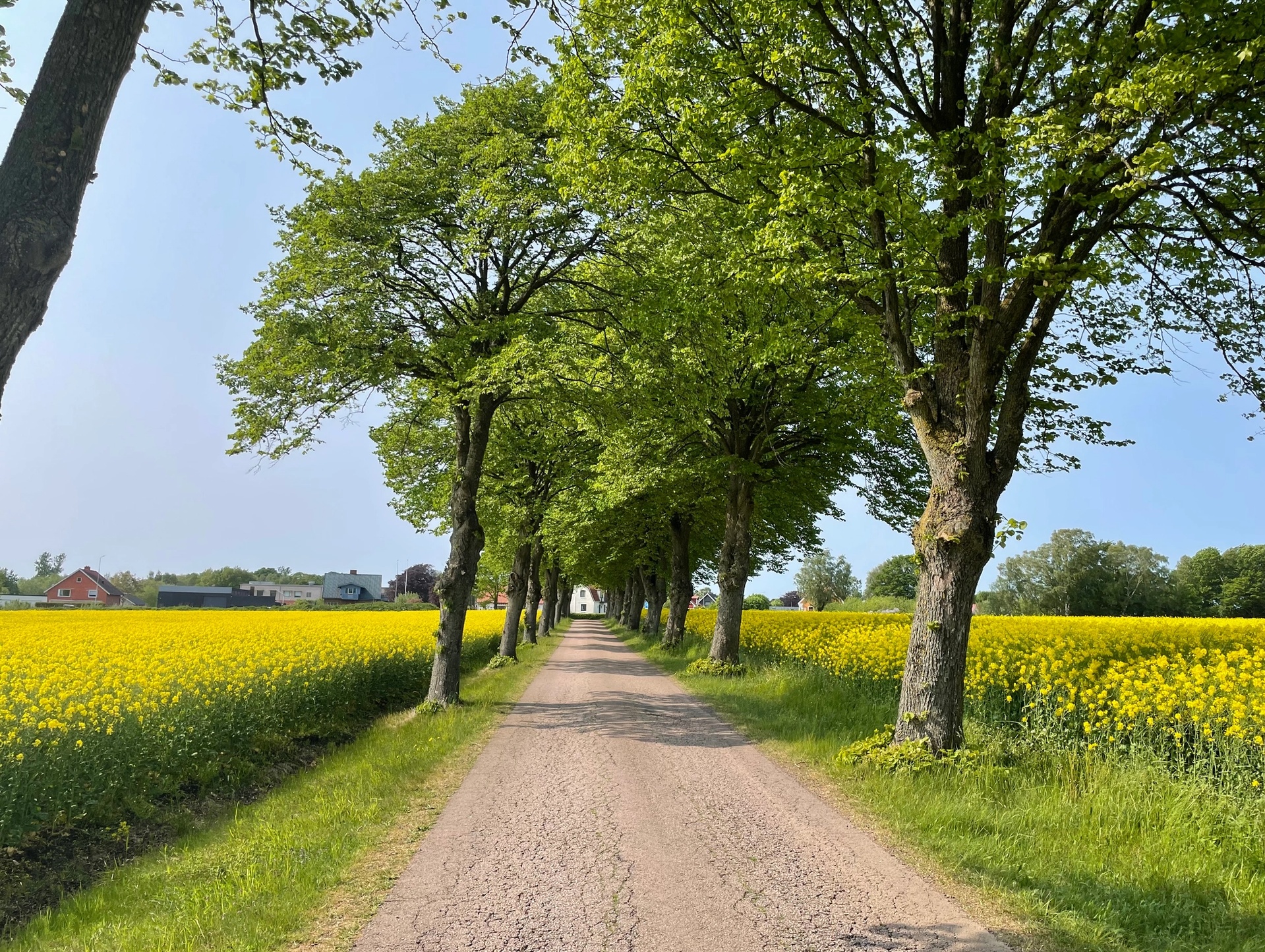 Allé, rapsfält, Laholms kommun