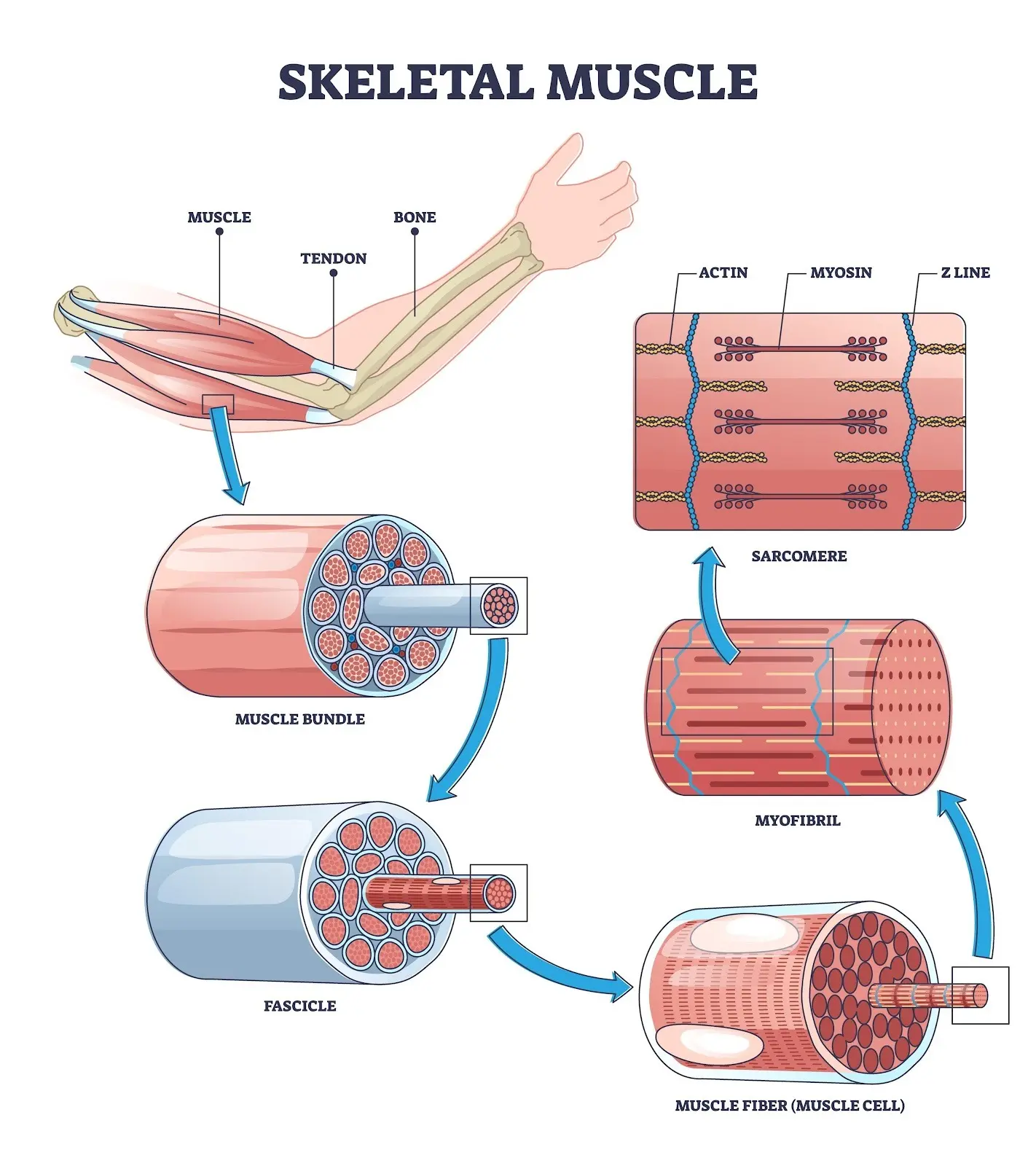 Image of skeletal muscle tissue structure