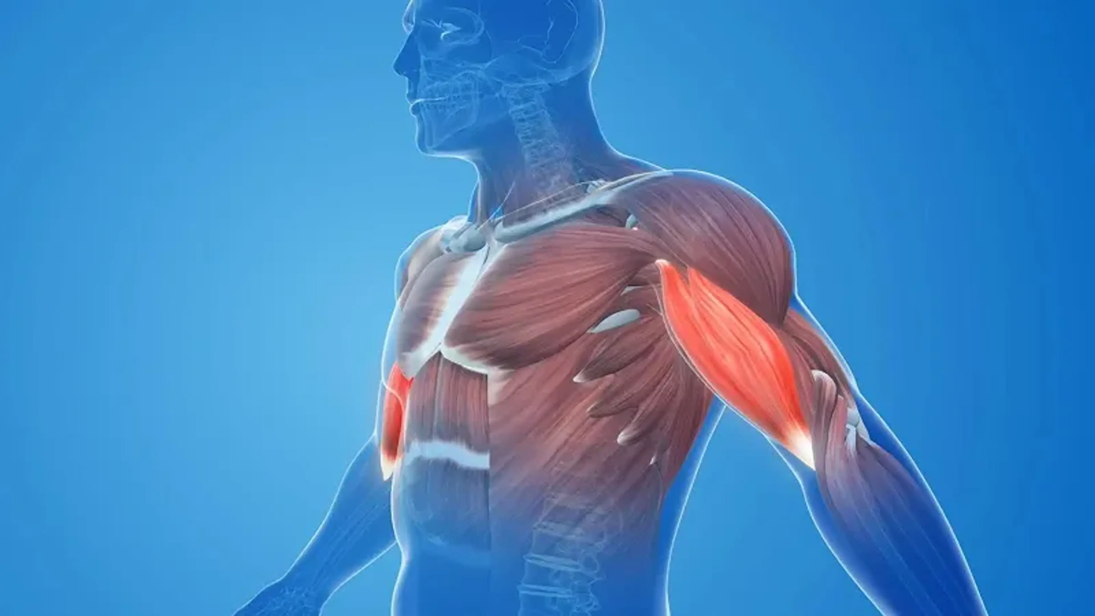 Muscle Mass and Metabolism: The Science Behind the Connection