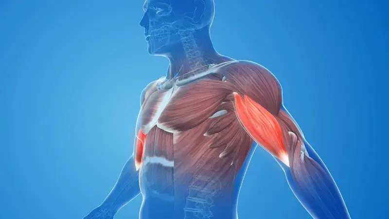 Muscle Mass and Metabolism: The Science Behind the Connection
