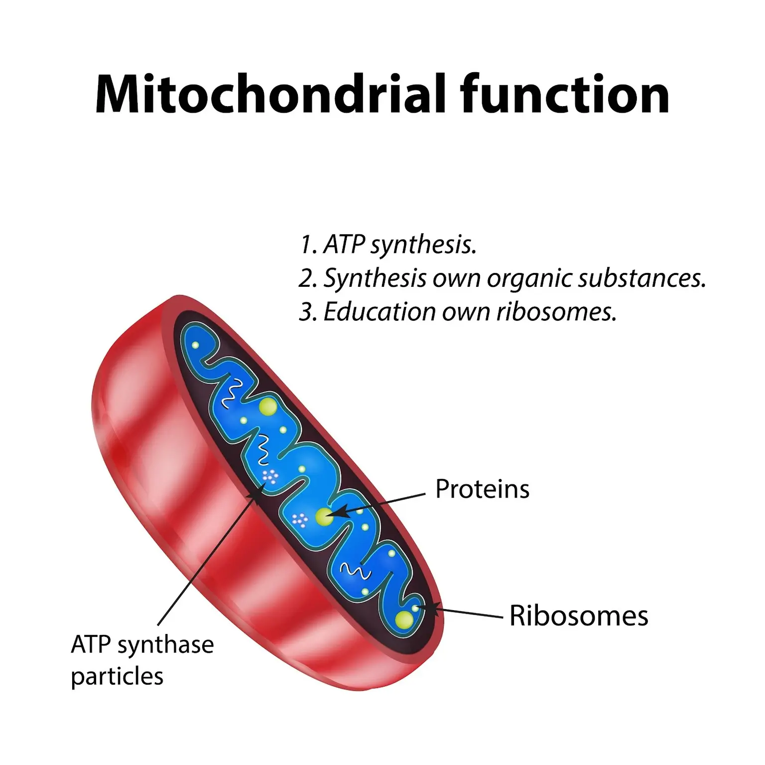 Image of mitochondria producing ATP