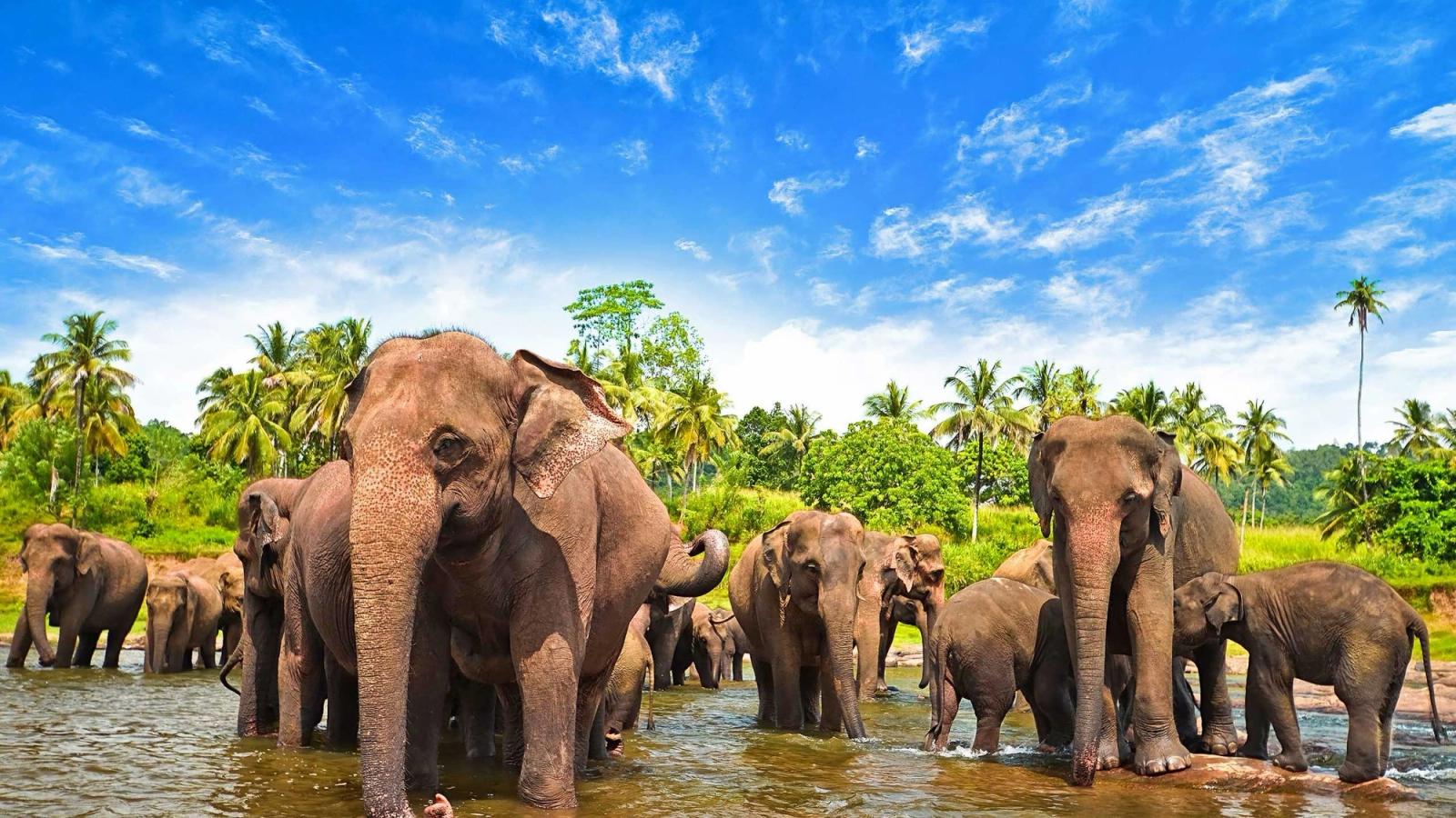 Ready to Book Your Flight to Sri Lanka?