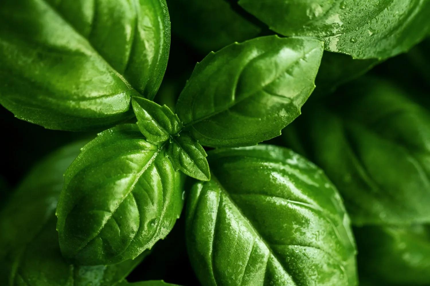 Basilic frais : bienfaits et utilisation en cuisine