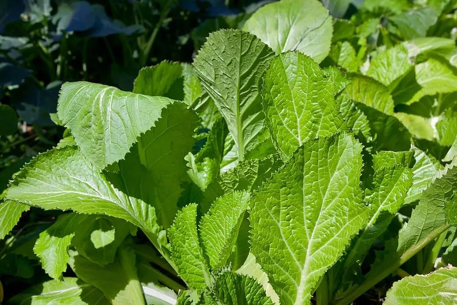 Les feuilles de moutarde : Valeurs nutritives et bienfaits pour la santé