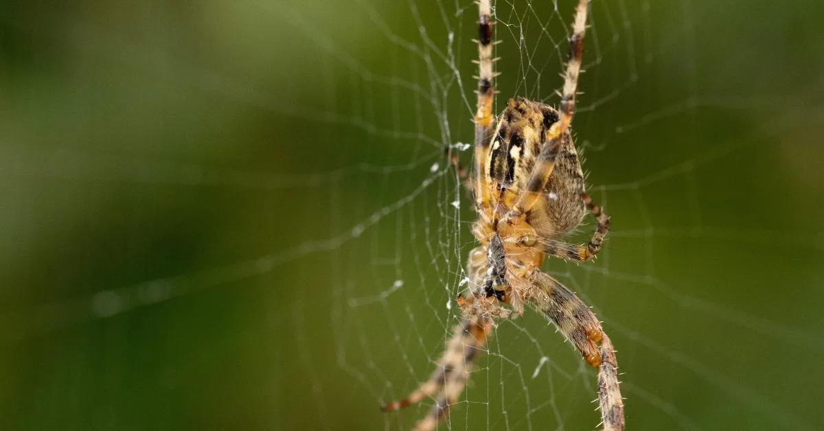 Que signifient les araignées dans nos rêves ?