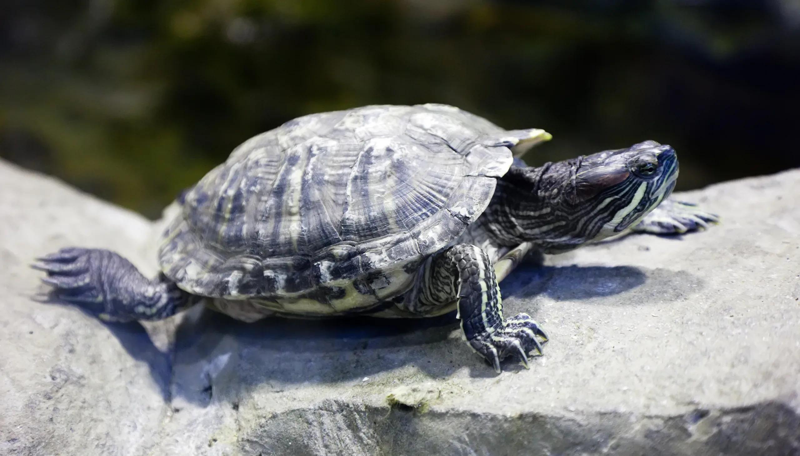 Rêve de tortue : quelle signification ?