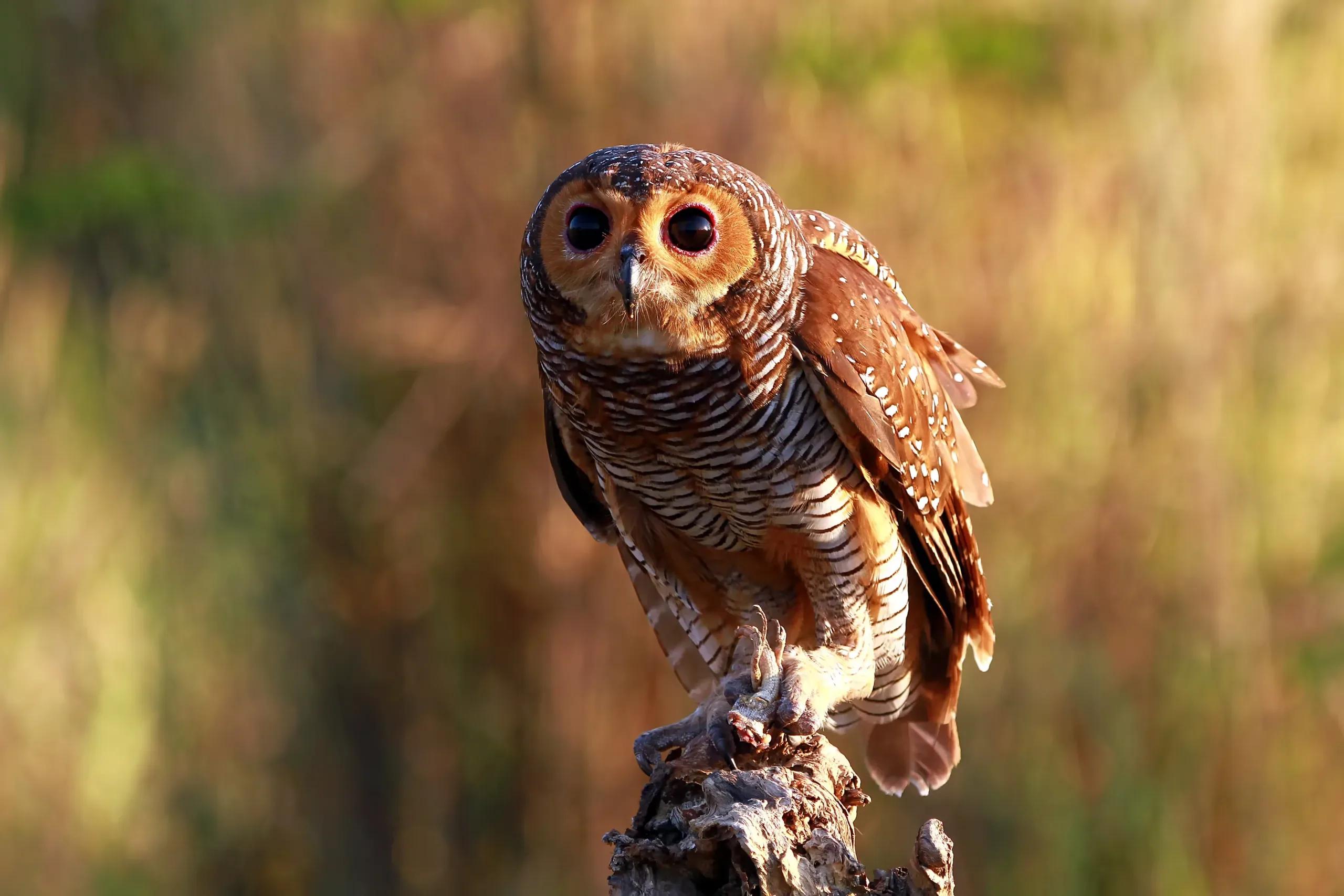 Rêve de hibou – Signification et interprétation