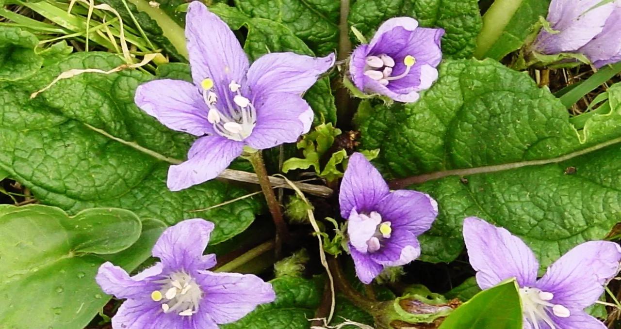 La Mandragore : Une Plante Mystérieuse aux Multiples Vertus