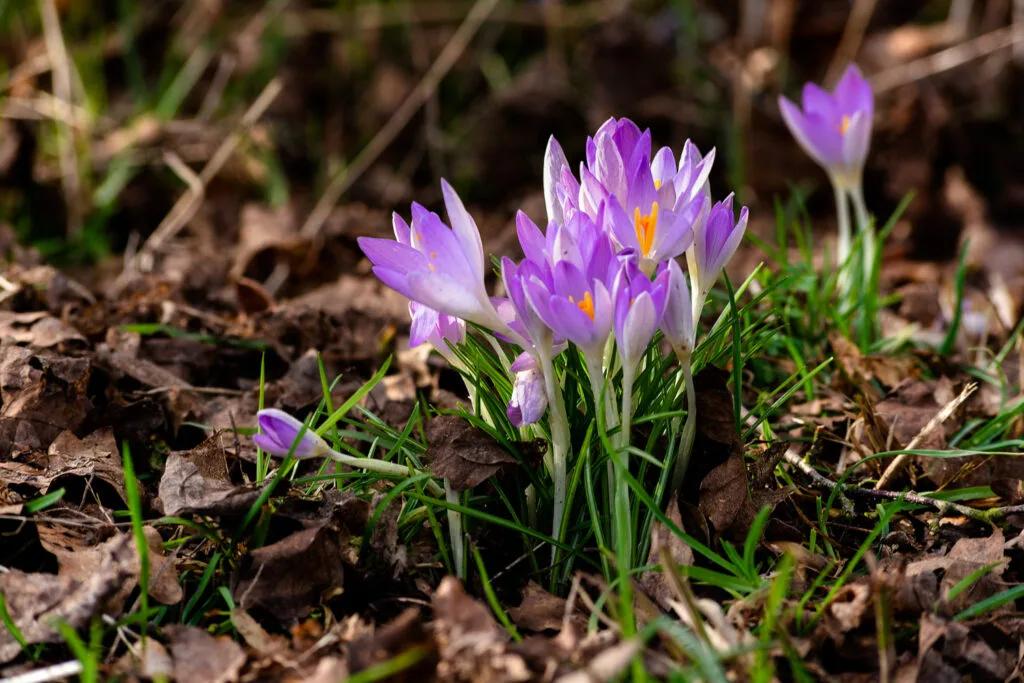 Fleur Crocus sativus