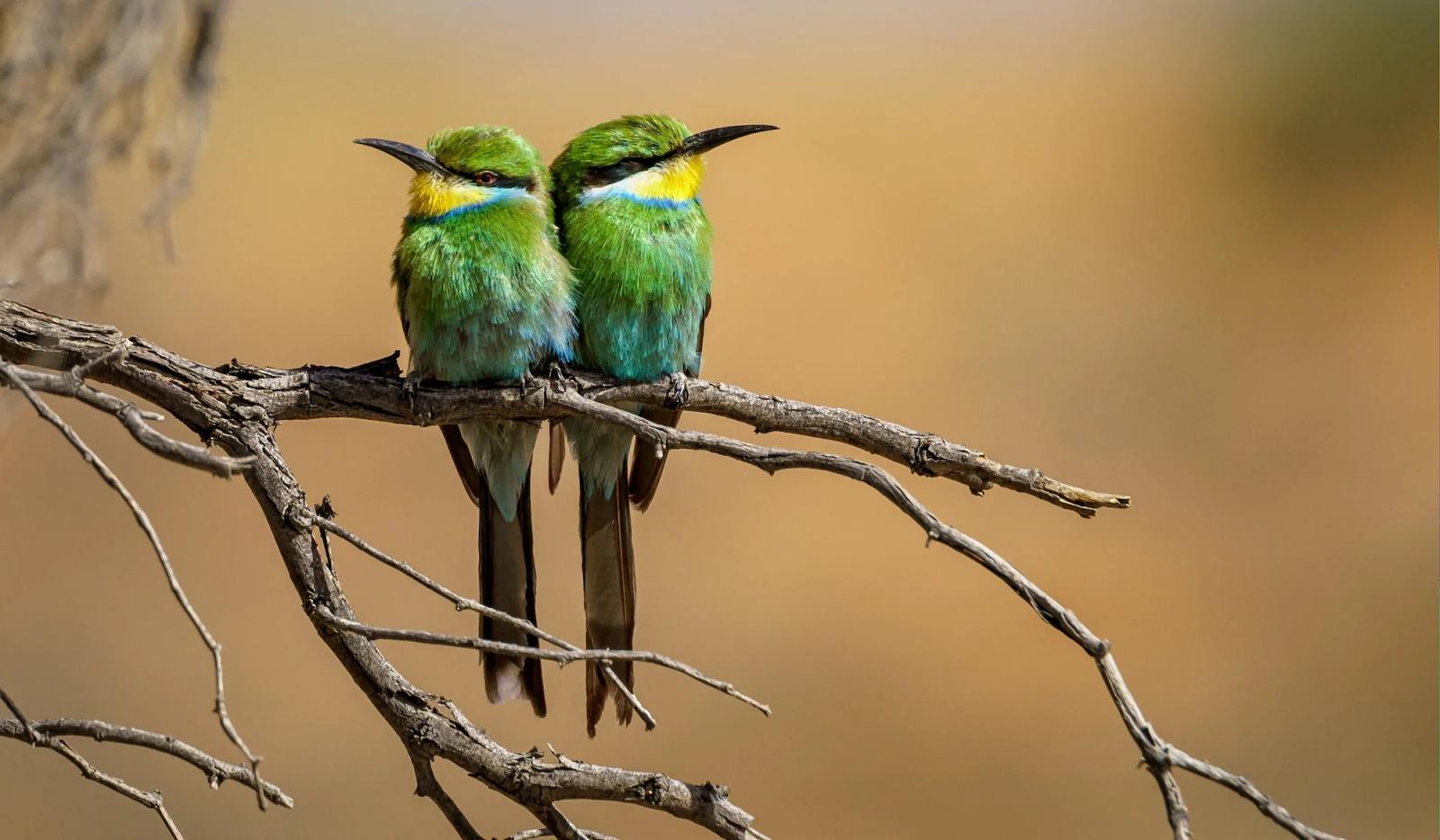 Que signifie voir des oiseaux dans un rêve ?