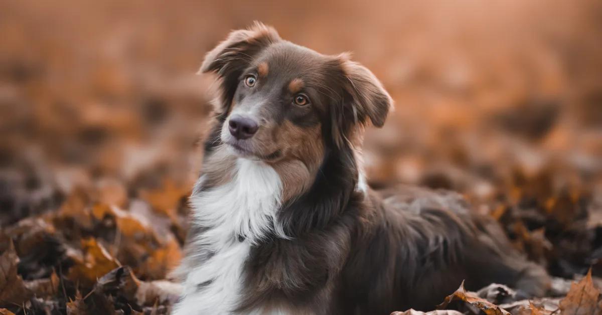 Signification des rêves de chiens et chiennes dans les rêves