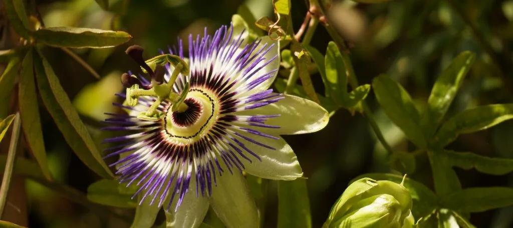 passiflore
