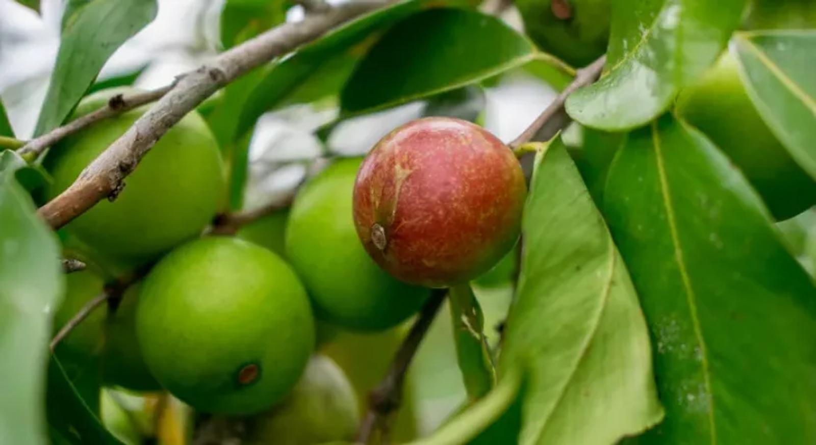 Les bienfaits du Camu Camu pour la santé