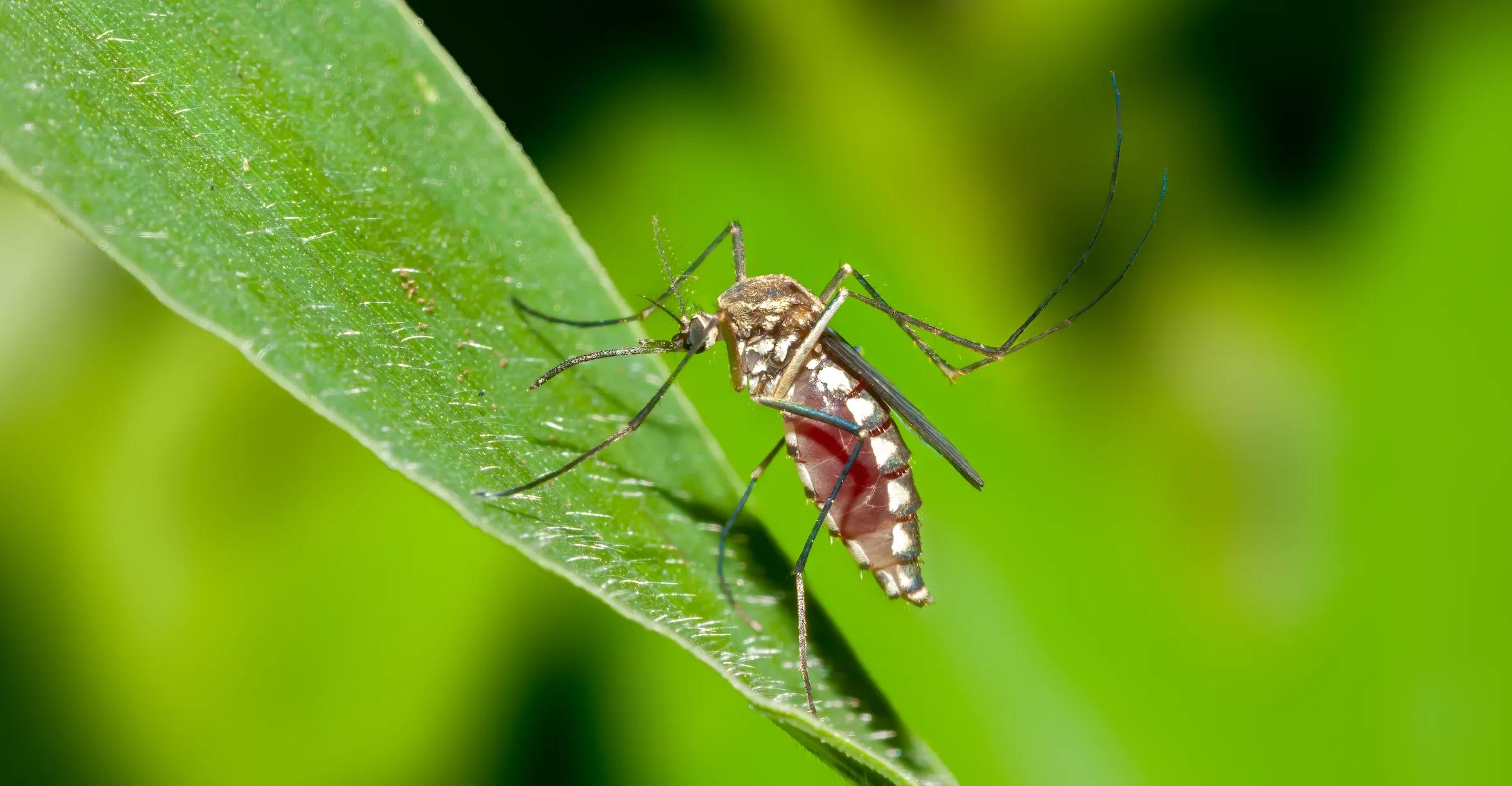 À bas les insectes ! 9 façons de prévenir les piqûres de moustiques