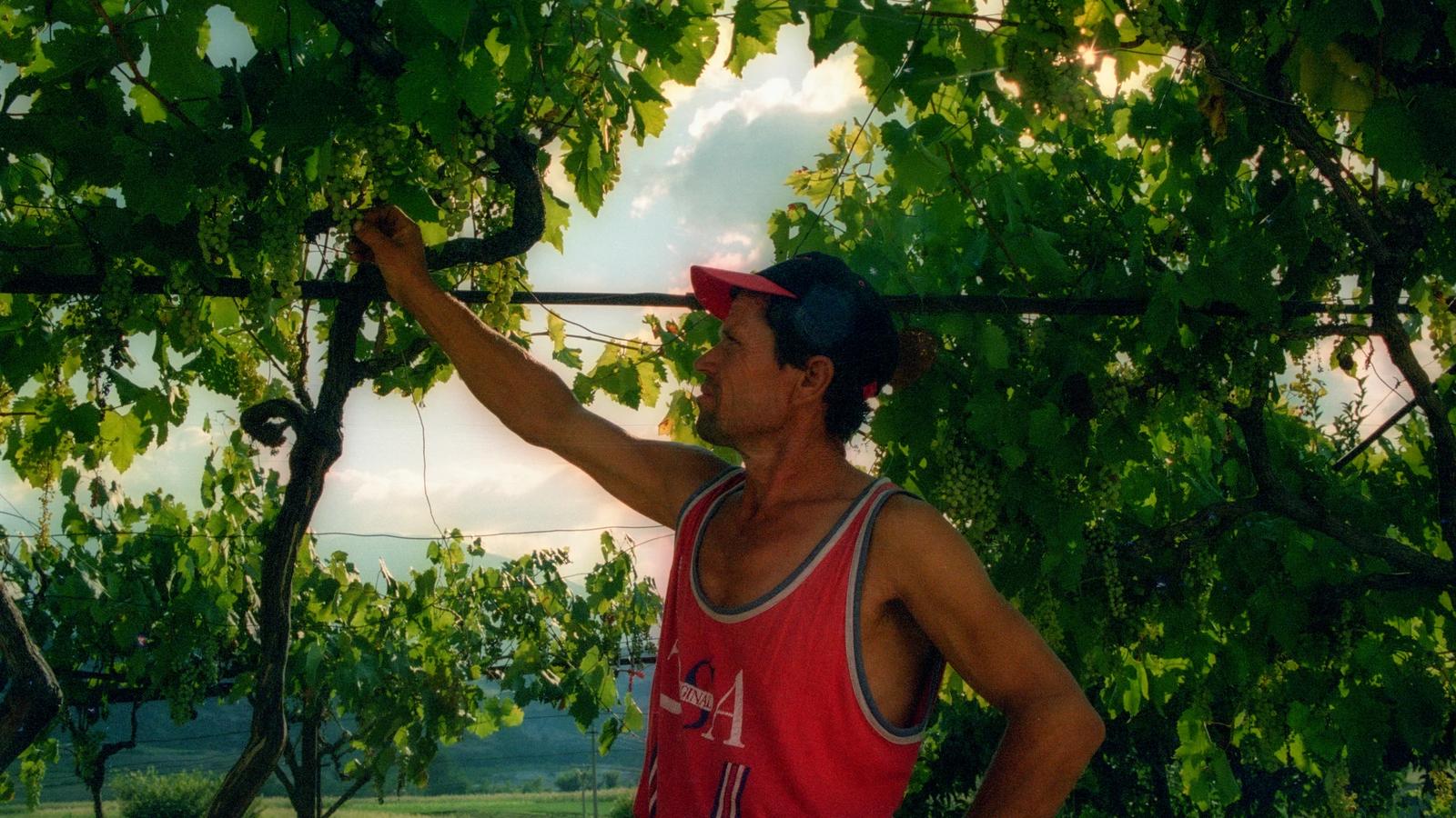 man in red tank top and black cap holding green leaf tree during daytime