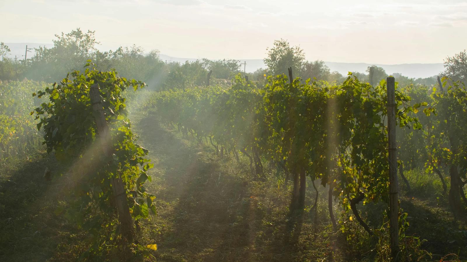 green trees under white sky during daytime
