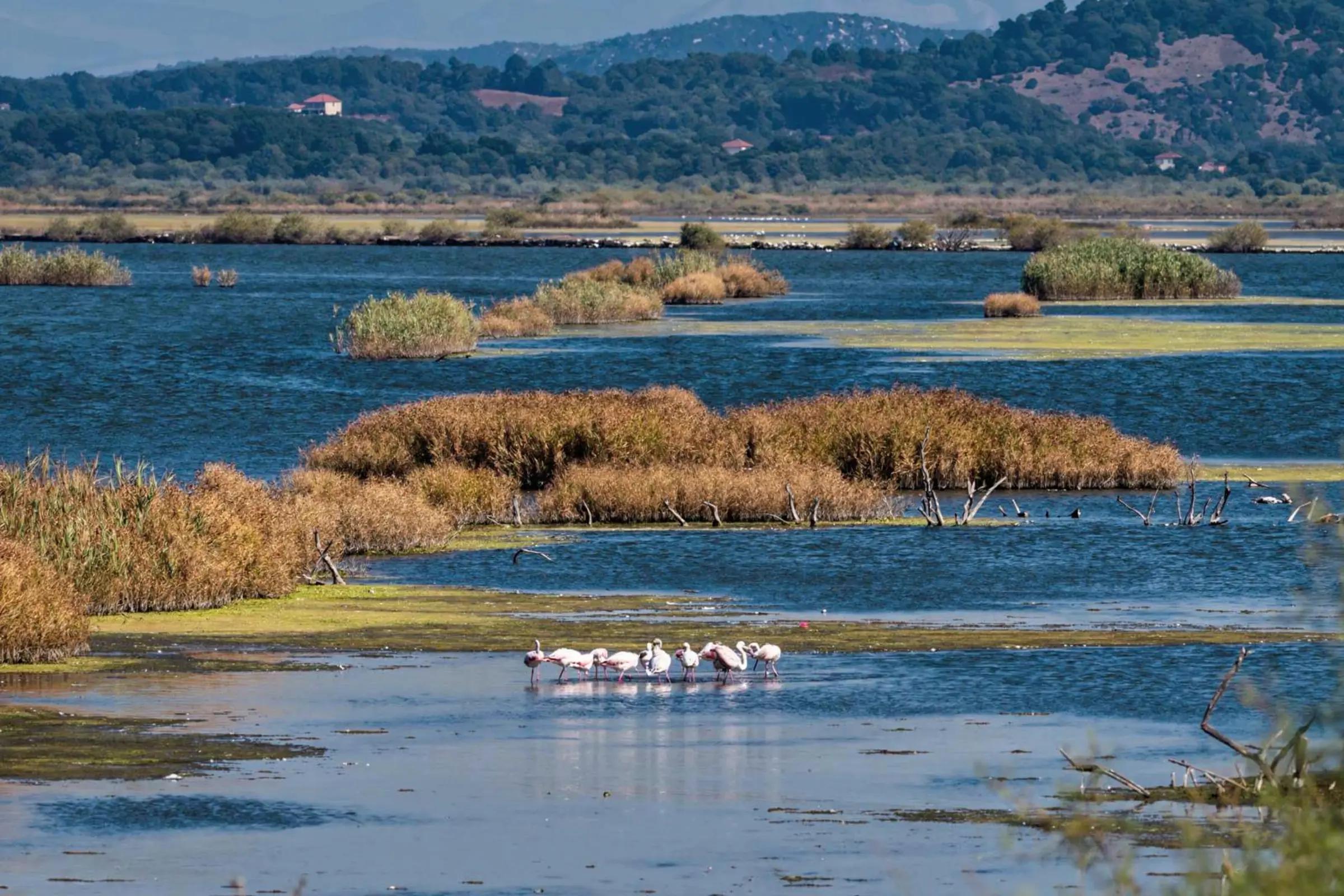 Ulcinj Salina