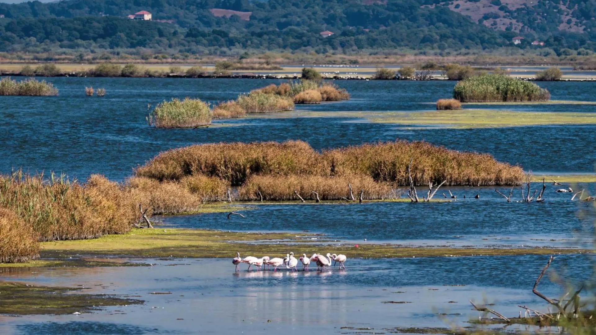 Ulcinj Salina