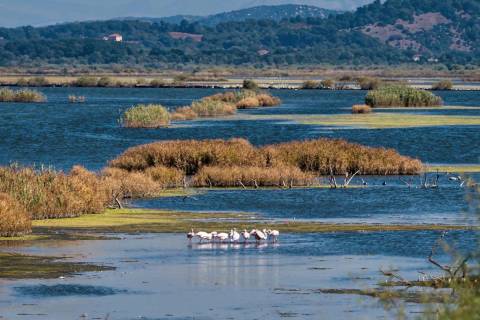 Ulcinj Salina